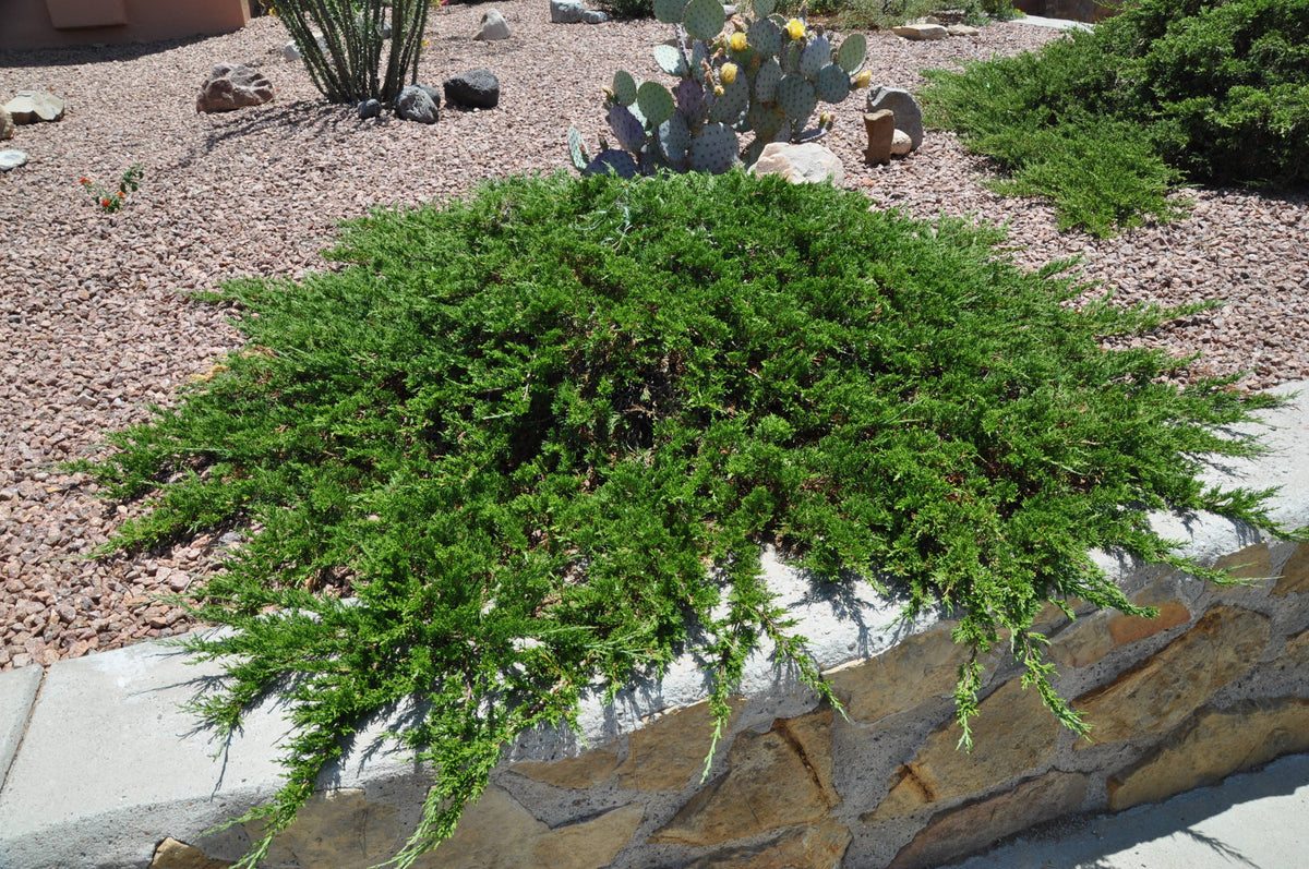 Juniperus Sabina 'Tamariscifolia'