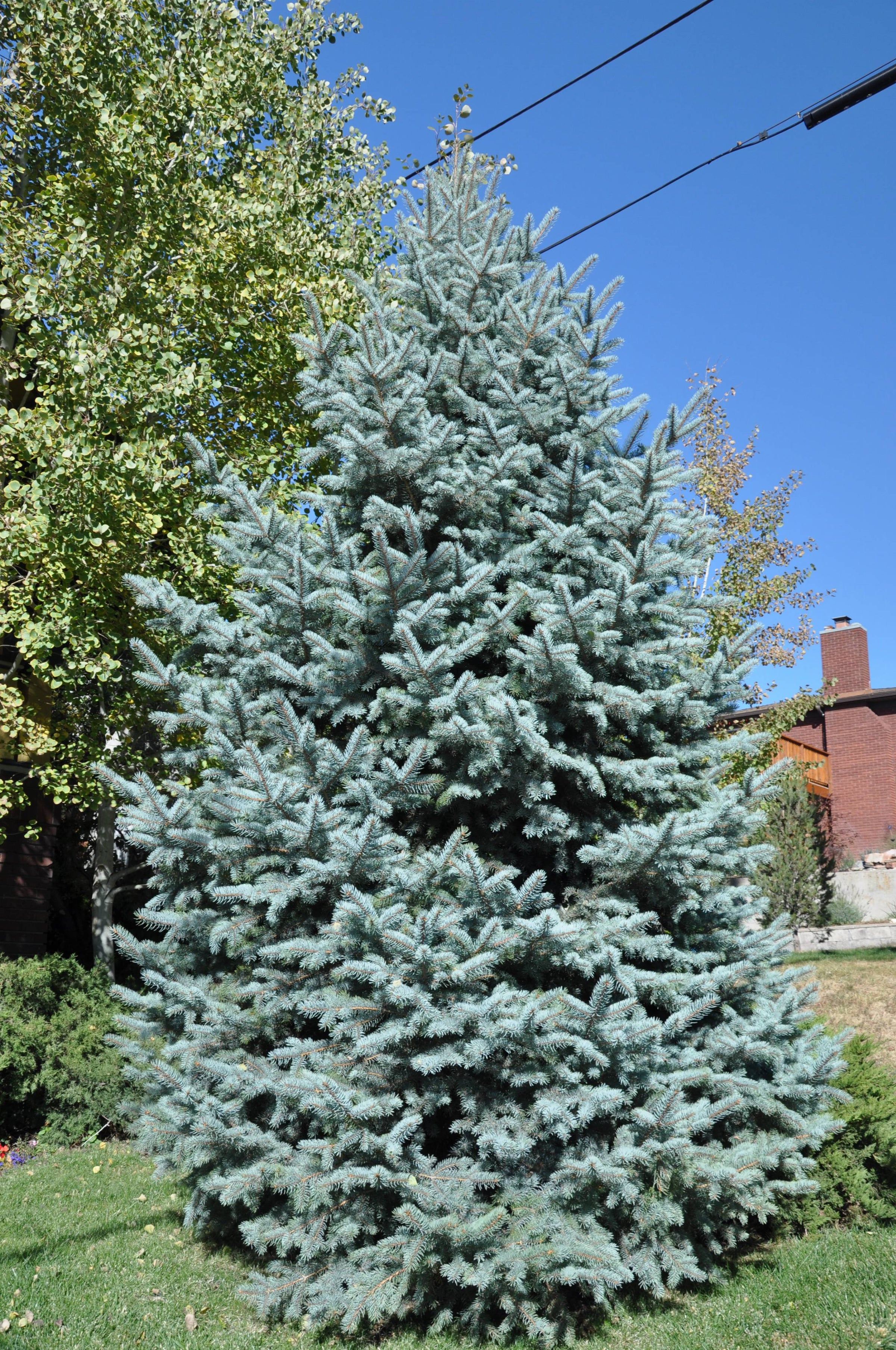 Picea Pungens Baby Blue Eyes pinette Du Colorado Baby Blue Eyes picea-pungens-baby-blue-eyes-pinette-du-colorado-baby-blue-eyes