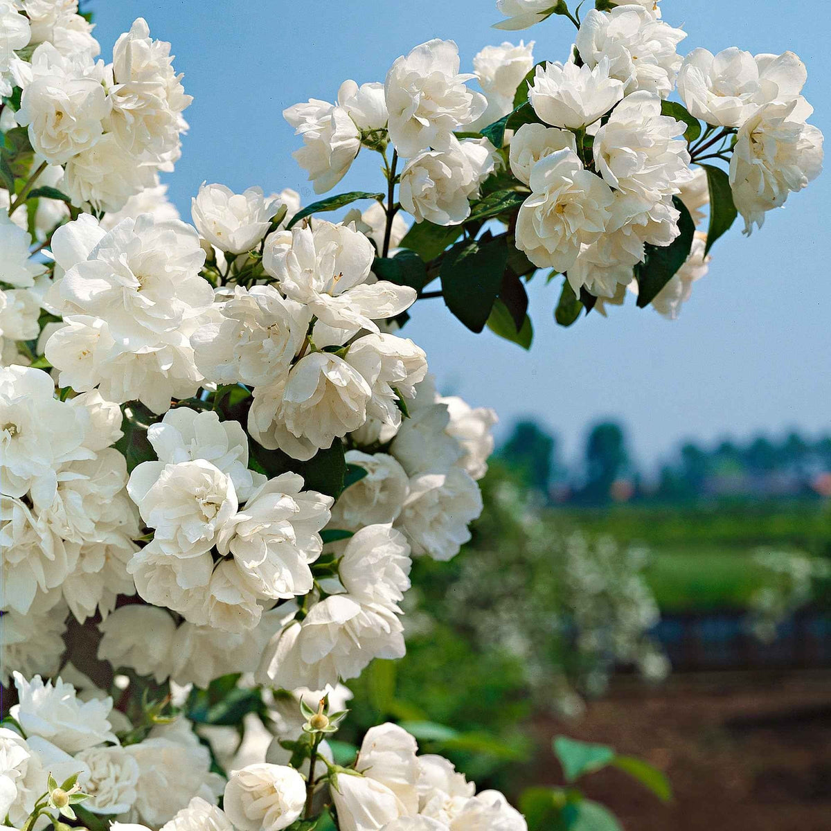Philadelphus virginalis  'Virginal'