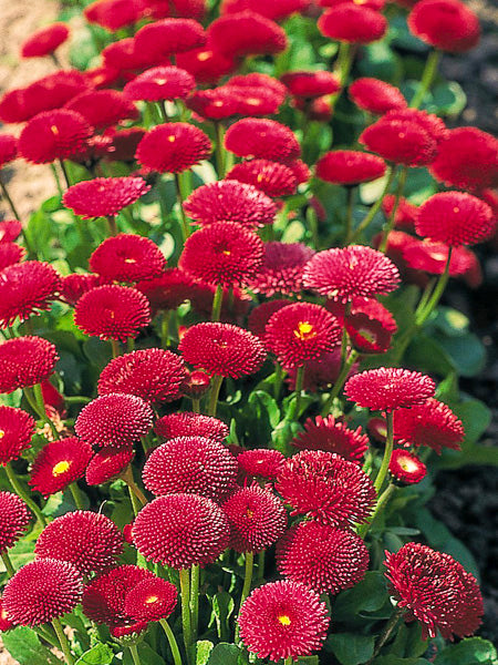 Bellis perennis 'Pomponette' (rouge/red)