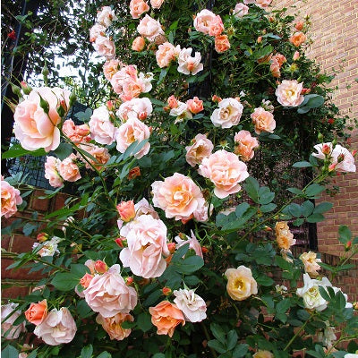 Rosa ' Above and Beyond' - Rosier grimpant
