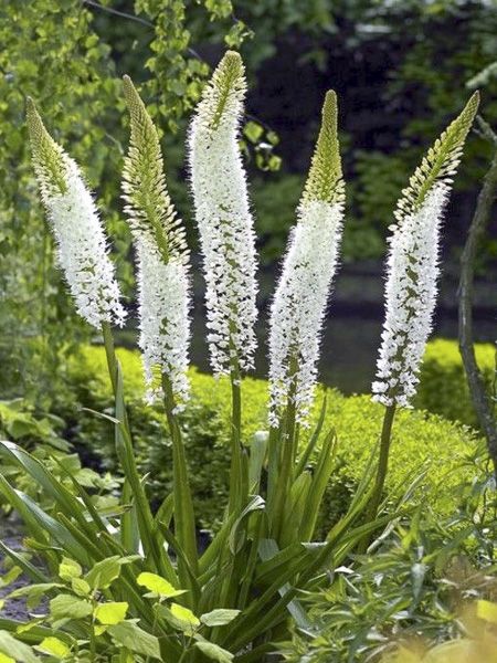 Bulbe d'automne - Eremurus White Tops