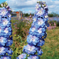 Delphinium elatum 'Aurora Blue'