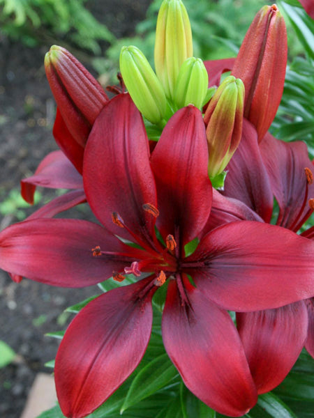 Lilium 'Red Pixie' (asiatique/asiatic)
