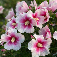 Hibiscus Syriacus 'Paraplu Pink Ink'