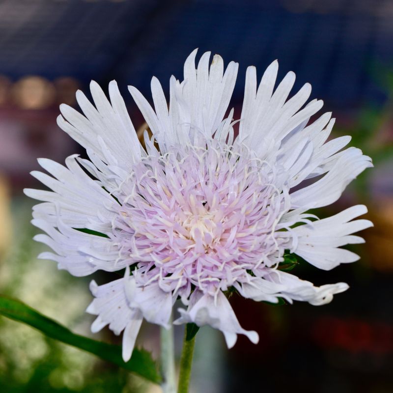 Stokesia laevis 'Divinity' - Stokésie 'Divinity' ou Bleuet d'Amérique 'Divinity'