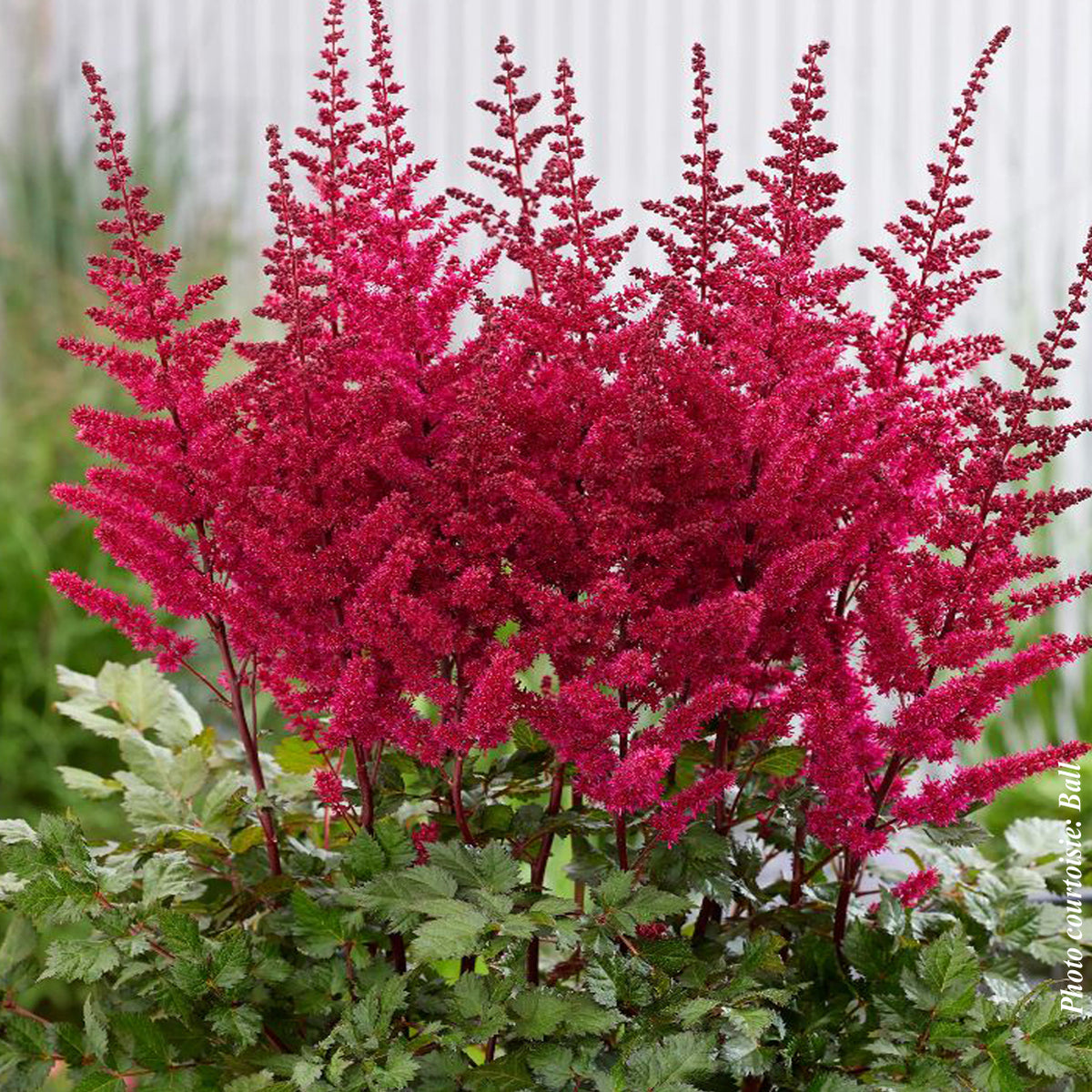 Astilbe 'Visions Volcano' (chin)
