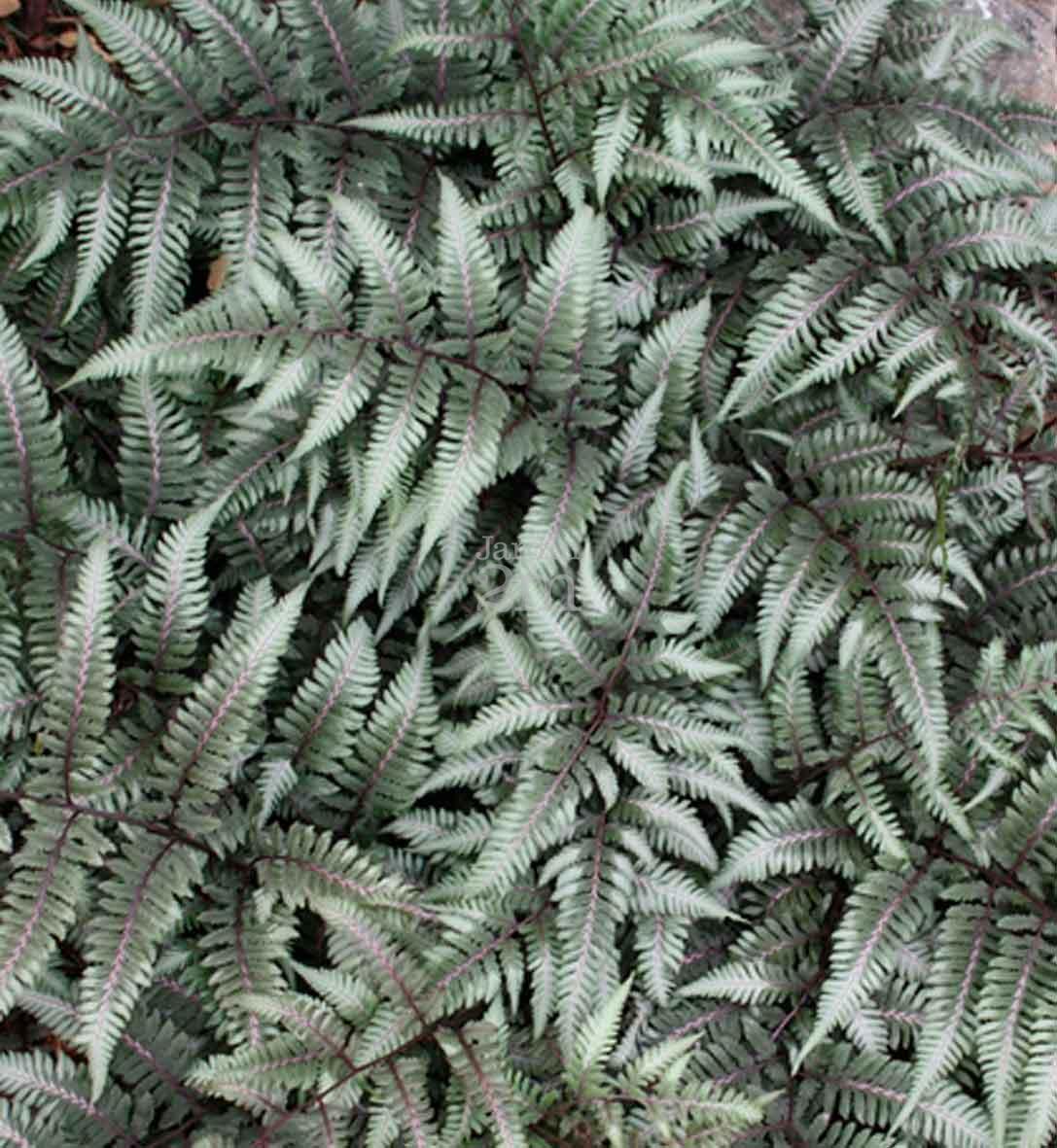 Athyrium "Godzilla" - Fougere Peinte Du Japon / Japanese Painted Fern