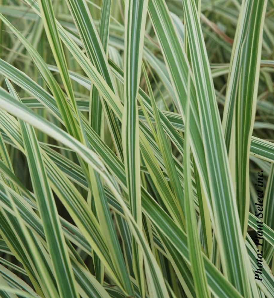 Miscanthus 'Variegatus' - Eulalie