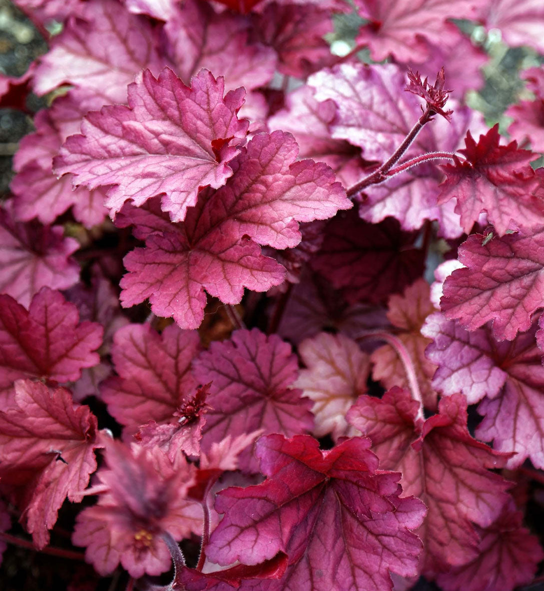 Heuchera 'Berry Smoothie'