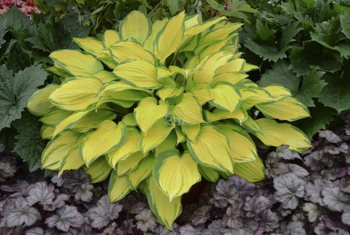 Hosta 'Island Breeze'
