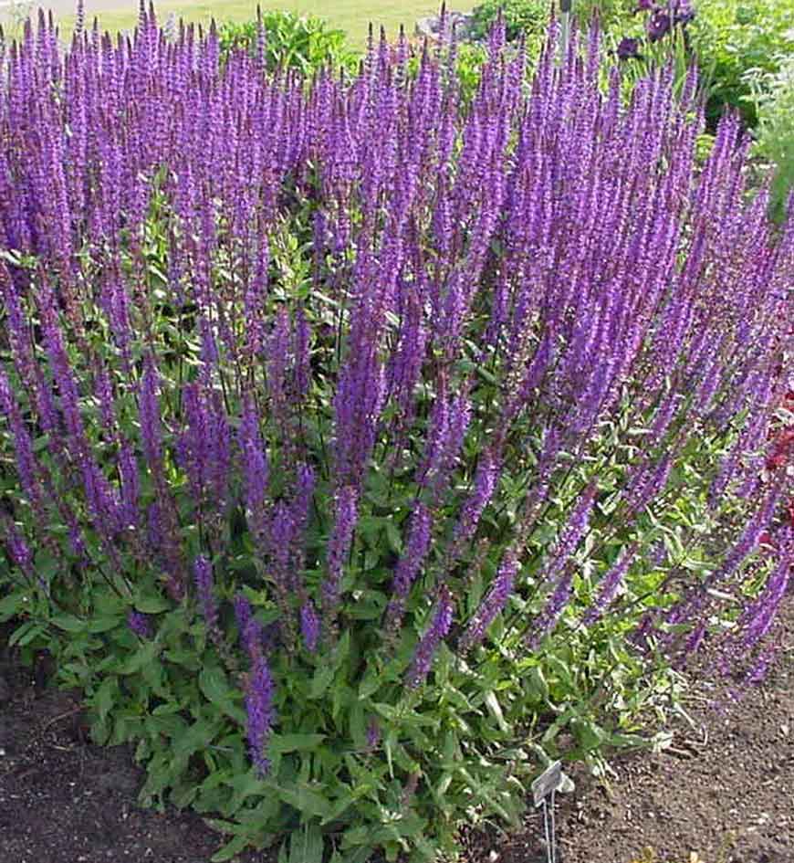 Salvia nemorosa 'Caradonna'  Sauge