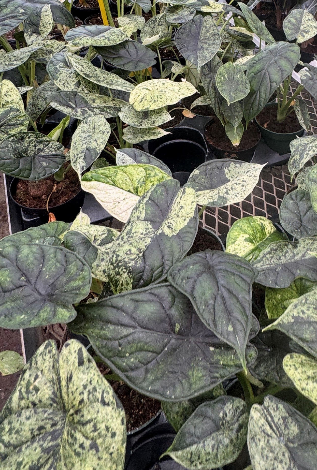 Alocasia baginda 'Dragon Scale Mint Variegata' – FleurExcel Inc.