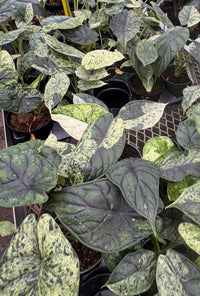 Alocasia baginda 'Dragon Scale Mint Variegata'