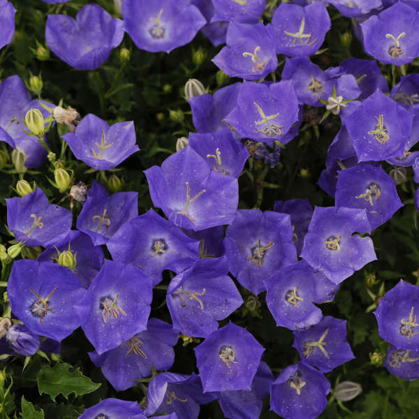 Campanula carpatica 'Pearl Deep Blue'