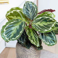 Calathea medaillon