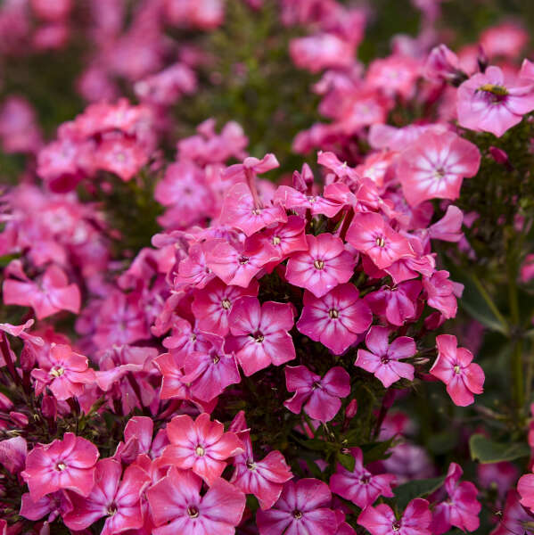 Phlox Luminary™ 'Pink Lightning'