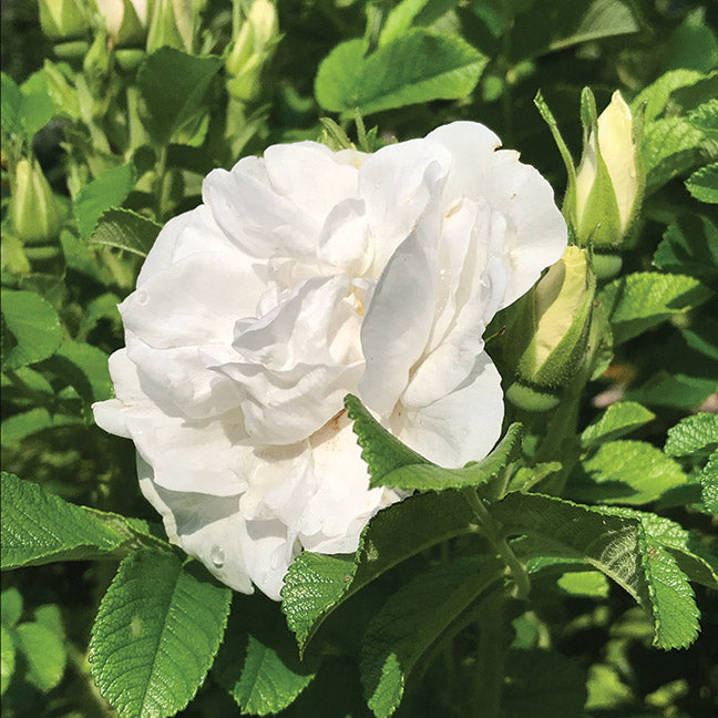 Rosa 'Blanc Double de Coubert' [Hybrid Rugosa] - rosier