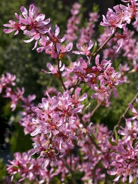 Amandier de Russie (Prunus Tenella)