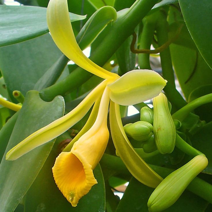 Vanilla planifolia 'Variegata'