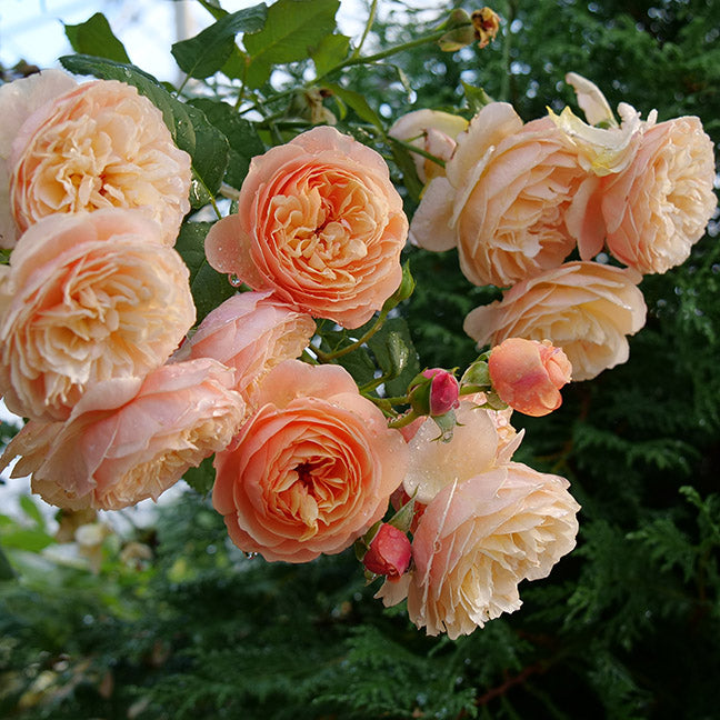 Rosa Flavorette Honey-Apricot - rosiers