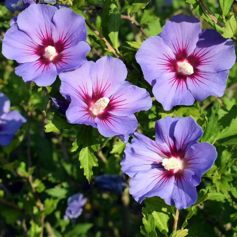 Hibiscus Syriacus 'Blue Bird' - Oiseau bleu