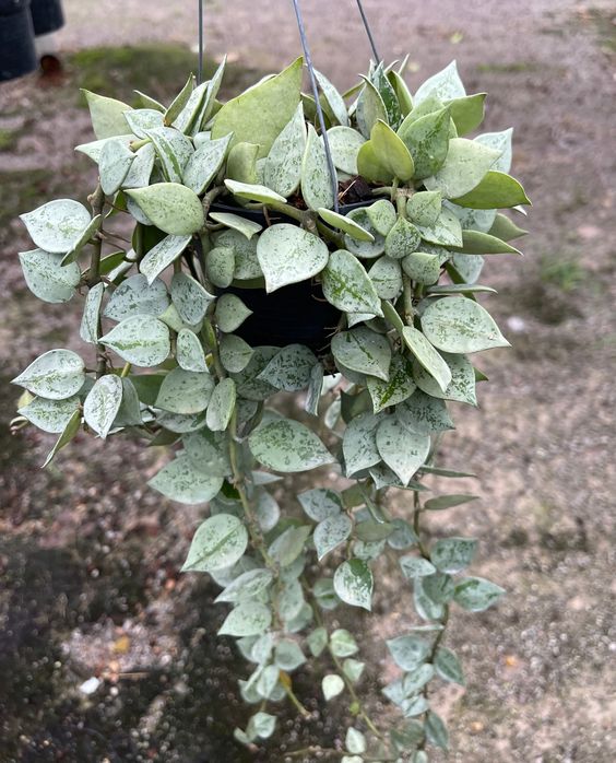 Hoya krohniana silver