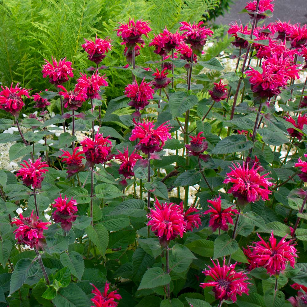 Monarda Bee Happy