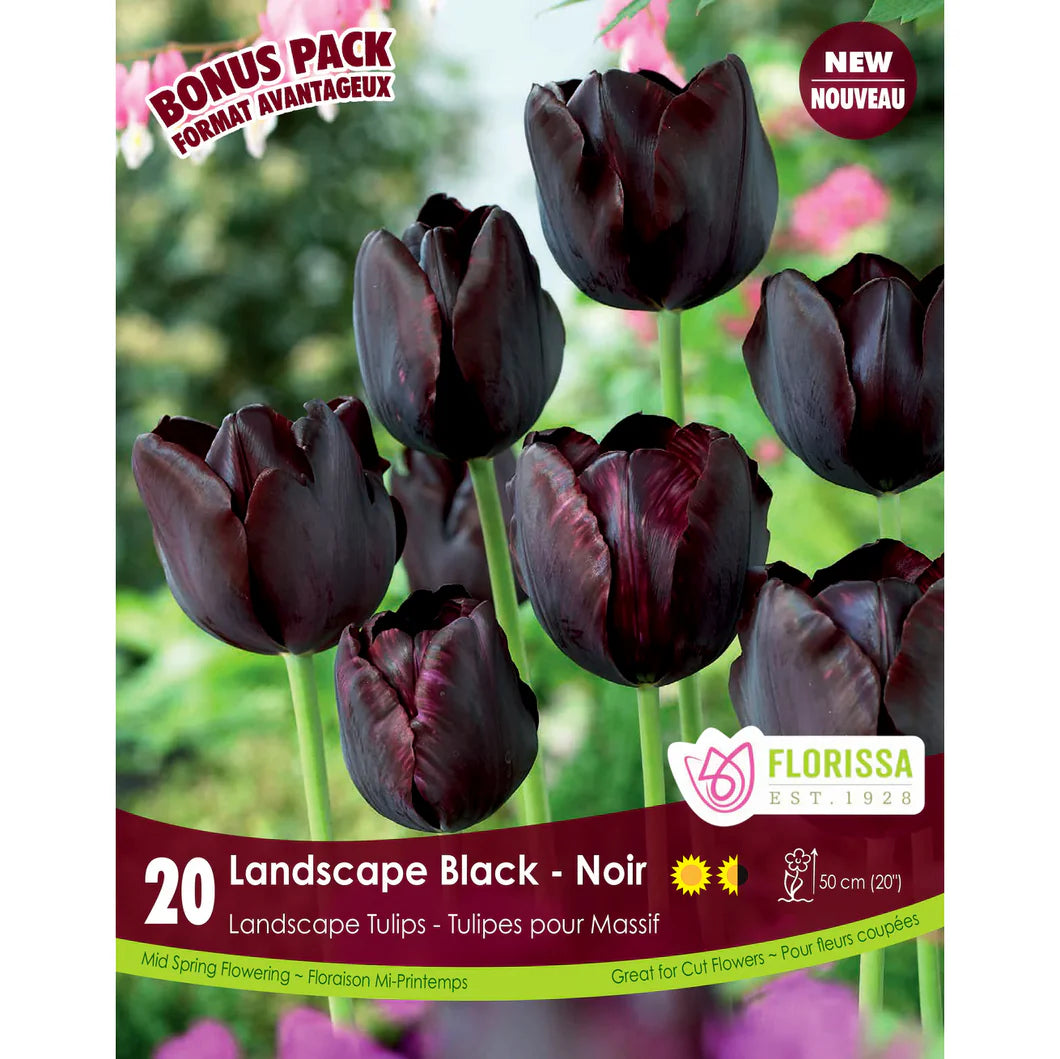 Bulbe d'automne - Paquet de 20 - Tulipe - Lndsc Black