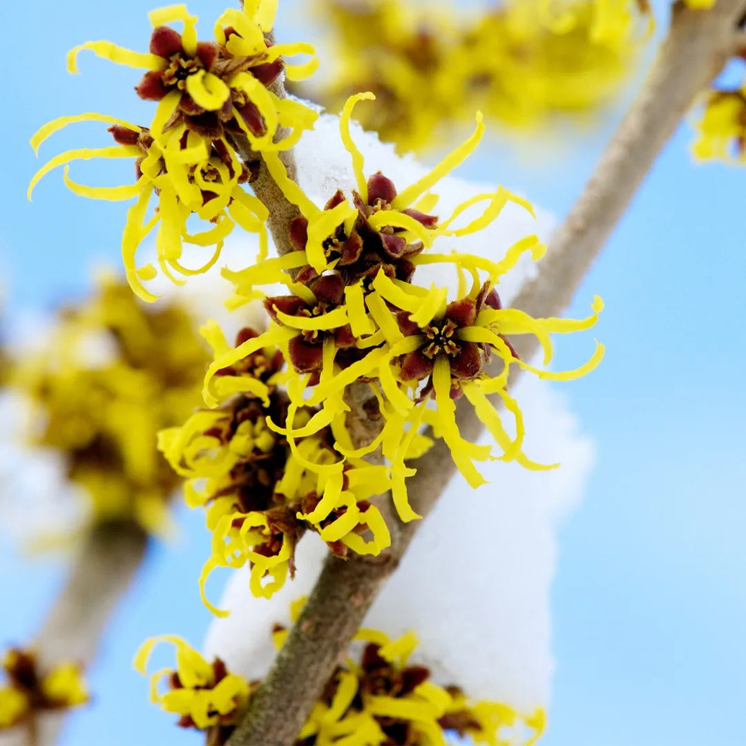 Hamamelis de Virginie - hamamelis virginiana