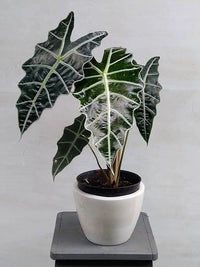 Alocasia Polly