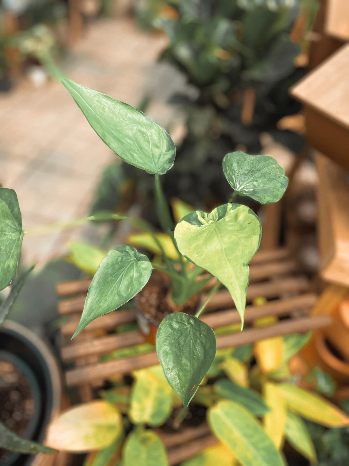 Alocasia cucullata Yellow Tail