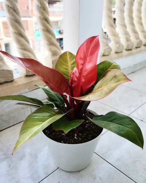 philodendron rouge Philodendron Red sun – FleurExcel Inc