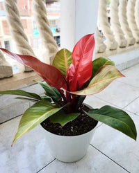 Philodendron Red sun