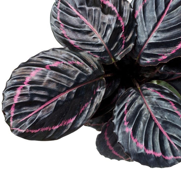 Calathea red mojo