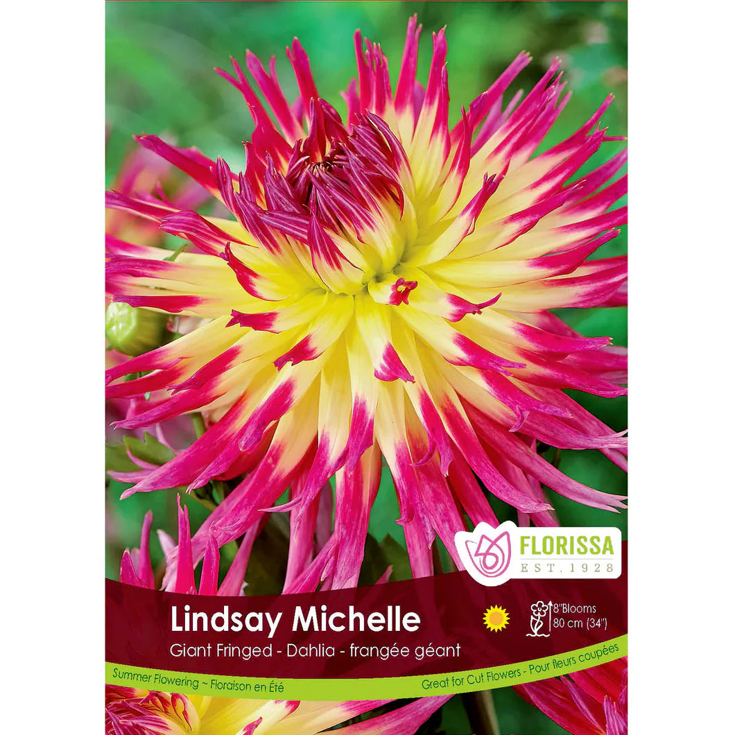 Bulbe de Dahlia 'Lindsay Michell'