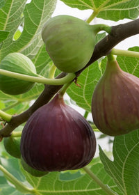 Ficus carica - Figuier Chicago Hardy