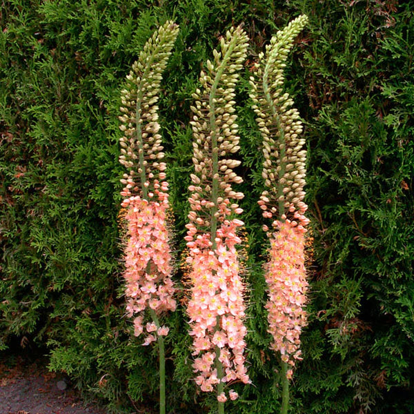 Bulbe d'automne - Eremurus Pink Tops