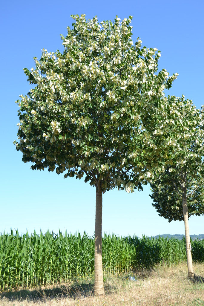 Tilia Tomentosa