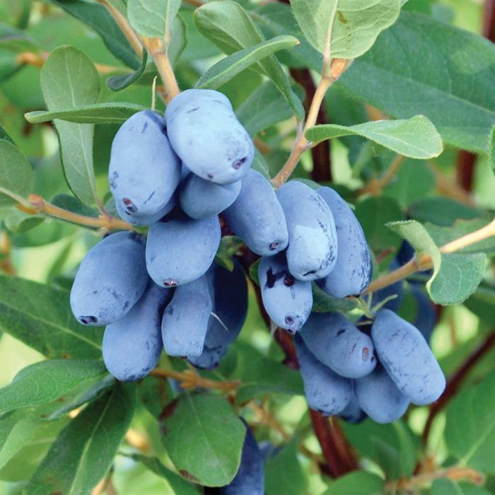 Lonicera caerulea edulis 'Boreal Blizzard'