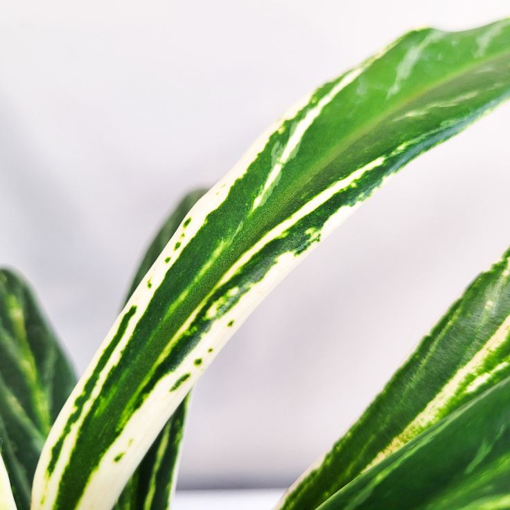 aglaonema rice leaf Aglaonema Rice Leaf