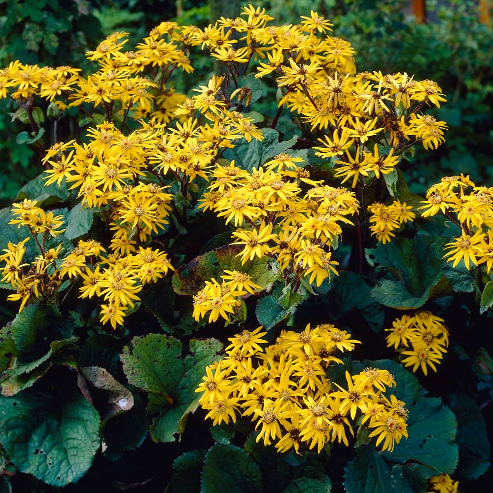 Ligularia dentata. 'Othello' - lugularis