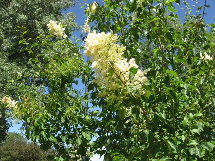 Syringa pekinensis 'Copper Curls' ('SunDak')