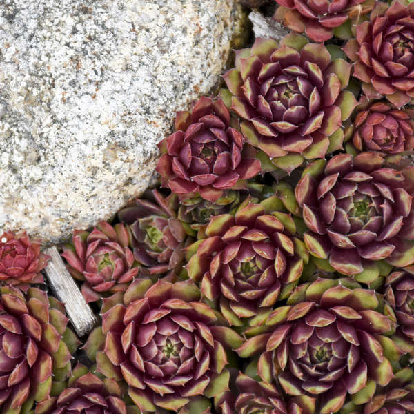 Sempervivum Ruby Heart
