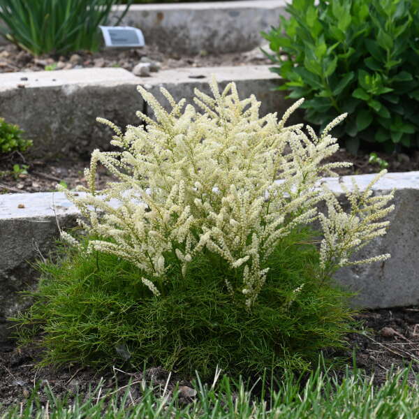 Aruncus 'Fairy Hair' - Astilbe