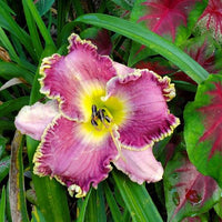 Hemerocallis 'Raspberry Eclipse'