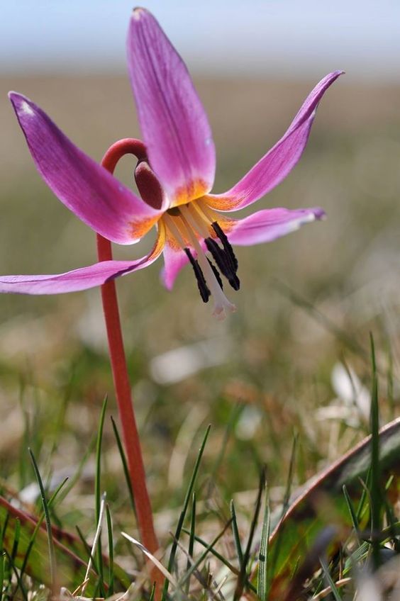 Bulbe d'automne - Erythronium dens-canis