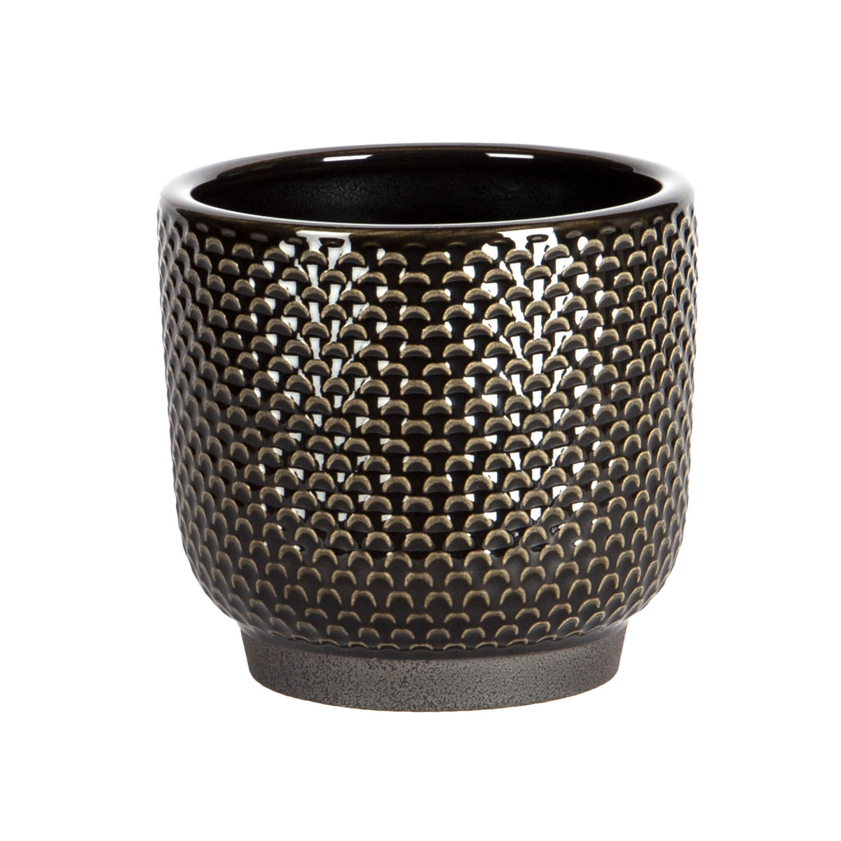 POT DE PÉTONCLES NOIRS MOYEN 5.5D 5H
