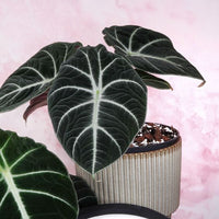 Alocasia Black Velvet