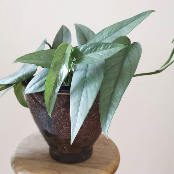 Epipremnum pinnatum 'Cedu Blue' (pothos cedu blue)